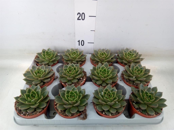 <h4>Echeveria   ...not flowering</h4>