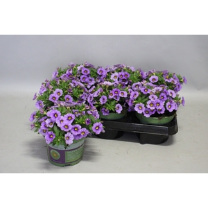 Calibrachoa Lavender