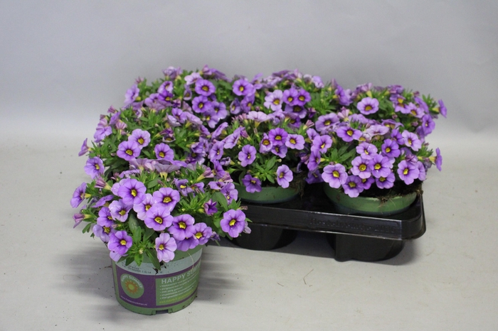<h4>Calibrachoa Lavender</h4>