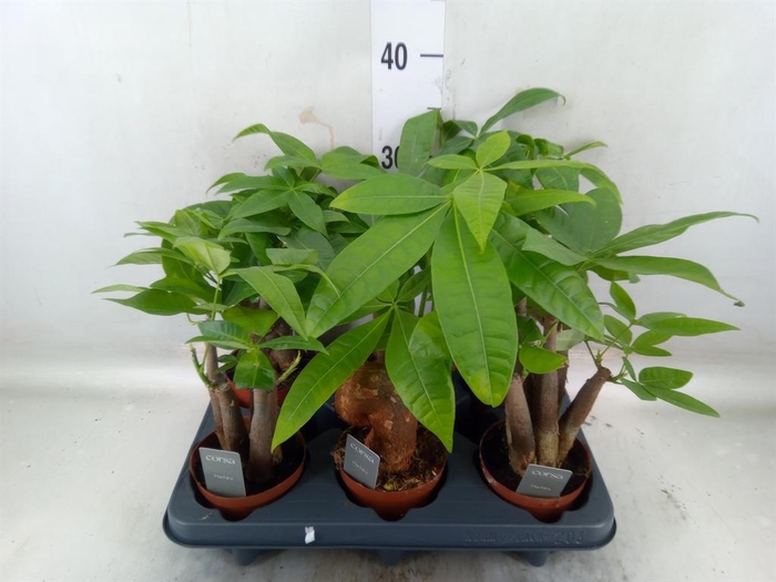 <h4>Pachira aquatica</h4>