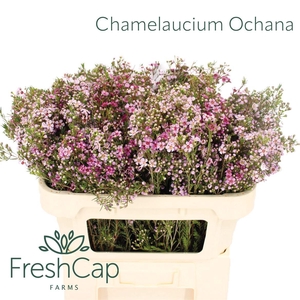 Chamelaucium Ochana