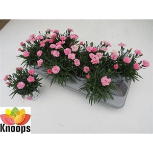 Dianthus I Love You