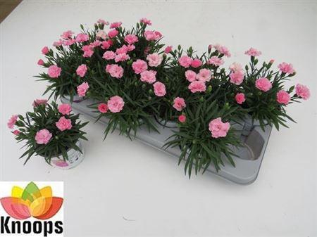 <h4>Dianthus I Love You</h4>
