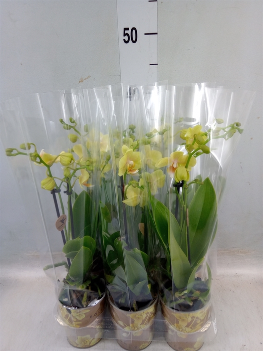 <h4>Phalaenopsis multi. 'Ant Livorno'</h4>