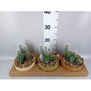 Arr.  Cactus L%