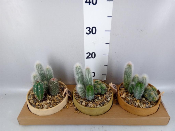 <h4>Arr.  Cactus L%</h4>