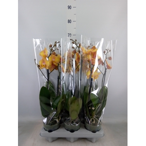 Phalaenopsis   ...