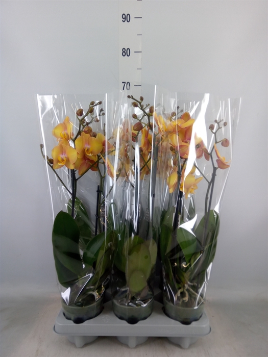 <h4>Phalaenopsis   ...</h4>