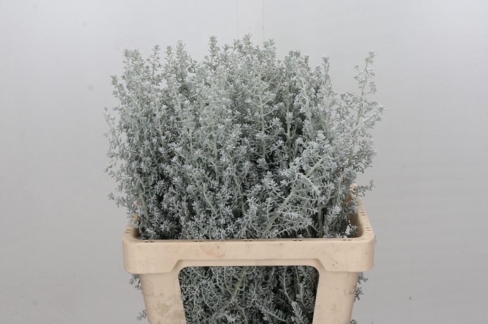 <h4>Kochia (Maireana Sedifolia)</h4>