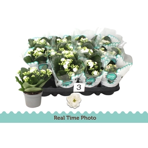 KAL GE TIGER M CREAM