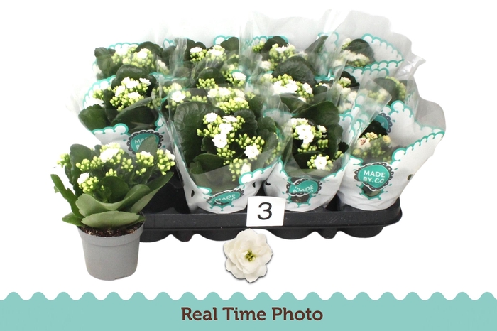 <h4>KAL GE TIGER M CREAM</h4>