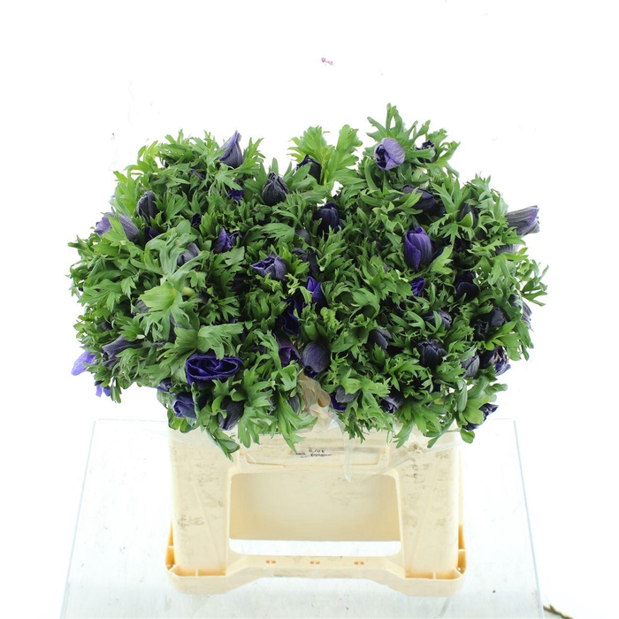 <h4>Anem Mistral Sr Blue Super</h4>