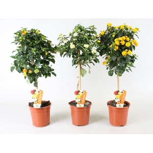 Lantana camara (op stam) diverse kleuren