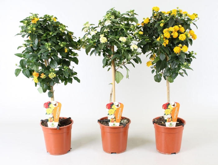 <h4>Lantana camara (op stam) diverse kleuren</h4>