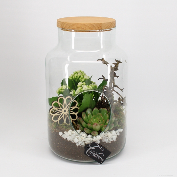 <h4>ESCR-2412 Essentials terrarium</h4>