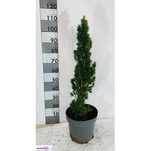 TAXUS BA FASTIGIATA
