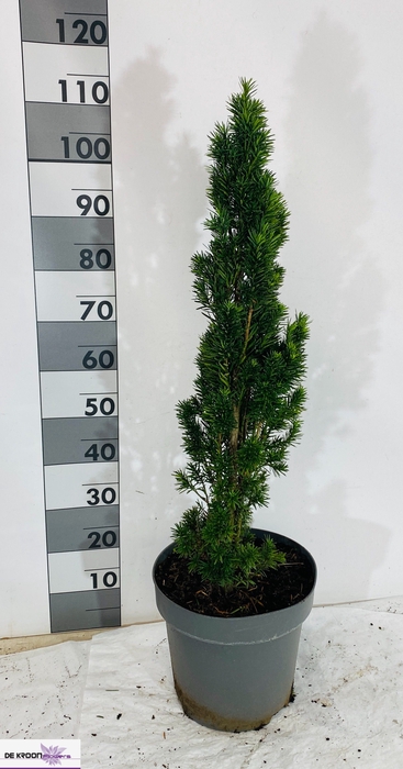 <h4>TAXUS BA FASTIGIATA</h4>
