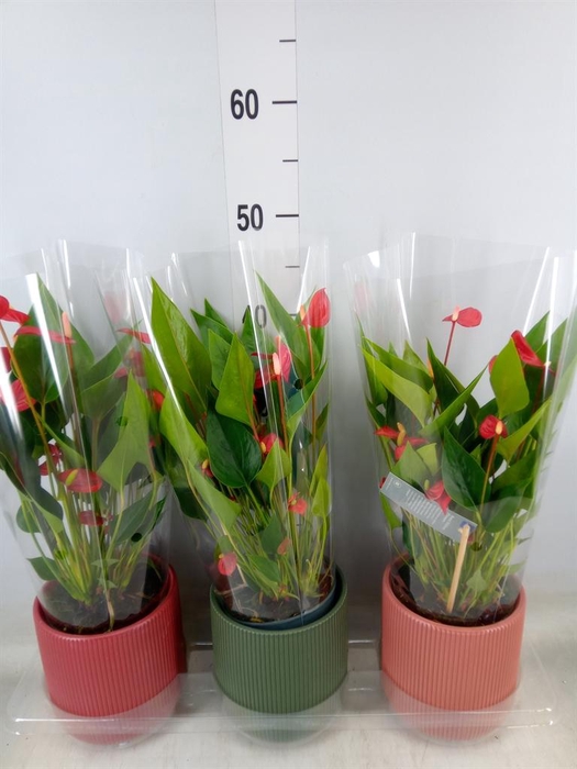<h4>Anthurium   ...mix</h4>
