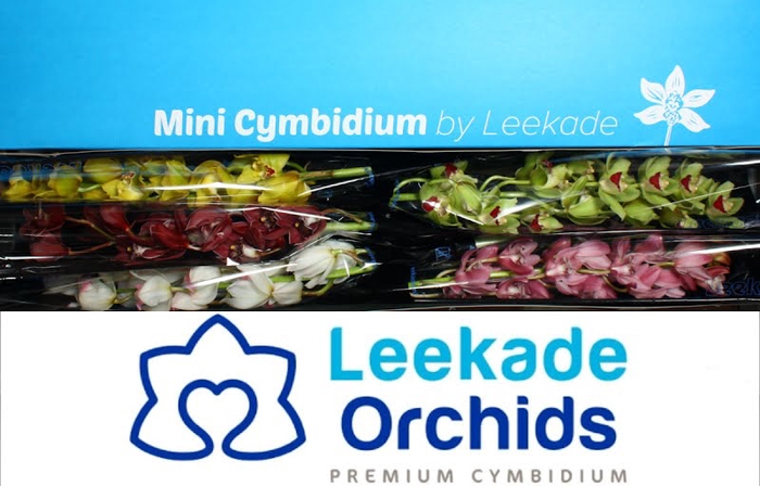 <h4>Cymbidium Mini Mix X5 614 Leekade</h4>