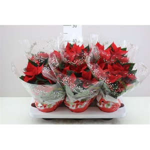 Euphorbia P Christmas Eve