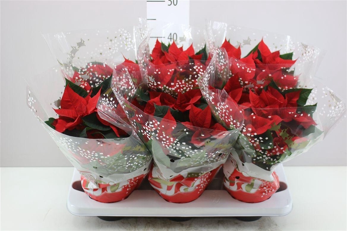 <h4>Euphorbia P Christmas Eve</h4>