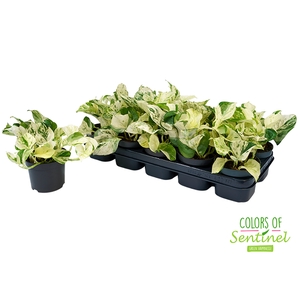 Epipremnum pinnatum Happy Leaf 12Ø 25cm