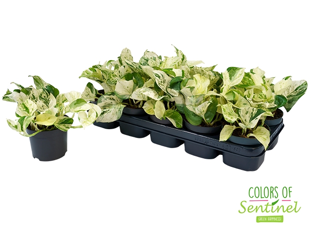 Epipremnum pinnatum Happy Leaf 12Ø 25cm