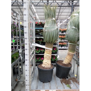Yucca rostrata