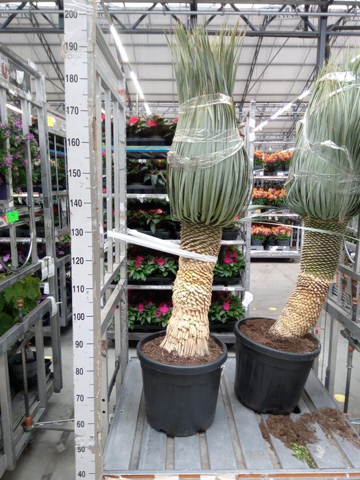 <h4>Yucca rostrata</h4>