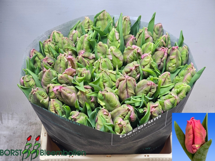 <h4>TU PA MARVEL PARROT</h4>