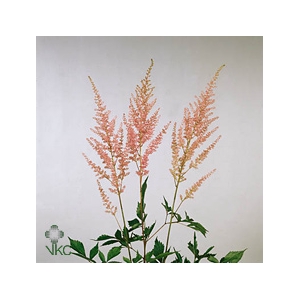 Astilbe Arendsii Grp 'Erika'