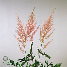 <h4>Astilbe Arendsii Grp 'Erika'</h4>