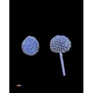 Craspedia Klb Marine Blue
