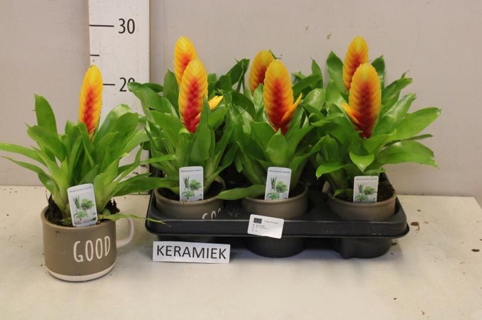 <h4>VRIES DELPHINUS</h4>