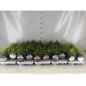 Phlox panic.
