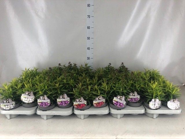 <h4>Phlox panic.</h4>
