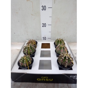 Gymnocalycium mihanov. 'Japan' mix