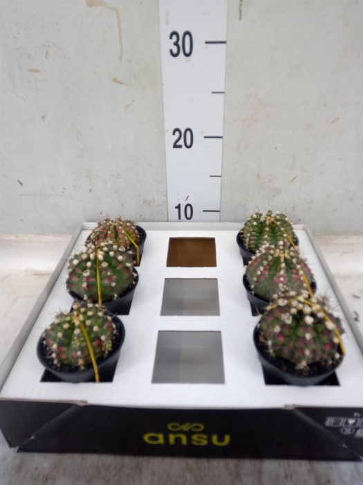 <h4>Gymnocalycium mihanov. 'Japan' mix</h4>