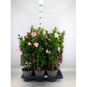 Mandevilla am. 'Sundav Db Blush Pk'