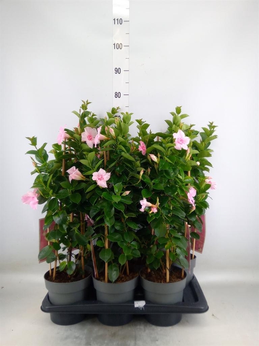 <h4>Mandevilla am. 'Sundav Db Blush Pk'</h4>