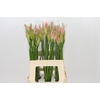 Nerine Vesta K