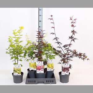 ACER OV