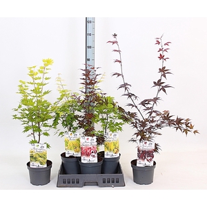 ACER OV