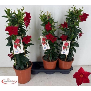 Mandevilla Rio Grande Scarlet 19Ø 70cm