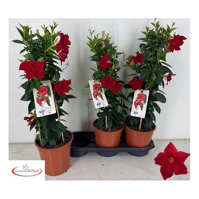 <h4>Mandevilla Rio Grande Scarlet 19Ø 70cm</h4>