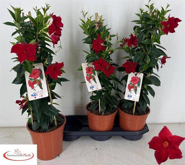 Mandevilla Rio Grande Scarlet 19Ø 70cm