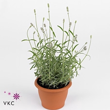 LAVANDULA EDELWEISS P12