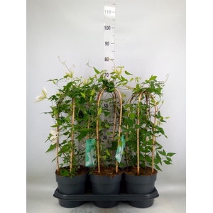 Clematis  'Garland'   ...