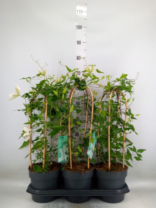 <h4>Clematis  'Garland'   ...</h4>