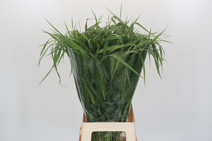 <h4>Panicum Fountain</h4>